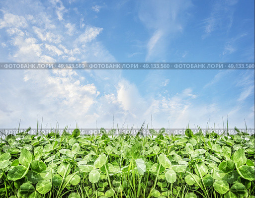 Summer Trifolium field, nature background. Стоковое фото, агентство Ingram Publishing / Фотобанк Лори