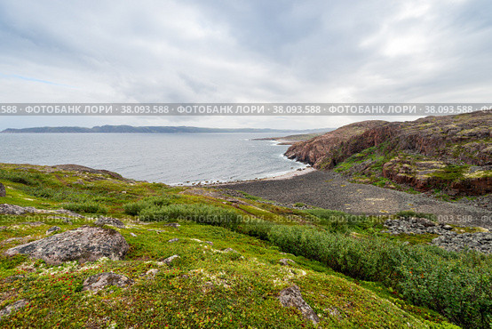 Summer tundra. Rocky coastline of Barents Sea near Teriberka. Scenery of Russian North. Kola Peninsula, Murmansk Oblast, Russia. Стоковое фото, фотограф Константин Лабунский / Фотобанк Лори