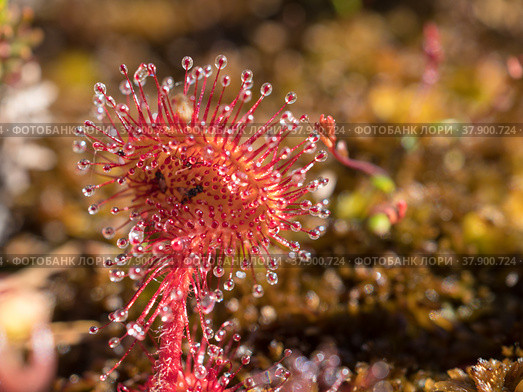 Sundew flower close up. Стоковое фото, фотограф Argument / Фотобанк Лори