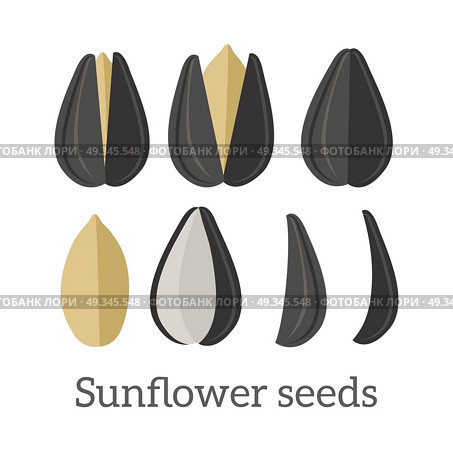 Sunflower seeds vector in flat style design. Traditional raw, salty, fried snack, diet product, culinary ingredient, source of vitamins, elements, fatty acids and oil. Isolated on white background.. Sunflower Seeds Vector Illustration in Flat Design. Стоковая иллюстрация, агентство Ingram Publishing / Фотобанк Лори