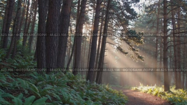 Sunlight beams through forest trees, illuminating serene woodland pathway. Стоковое AI-видео, аниматор Башкирова Анна / Фотобанк Лори