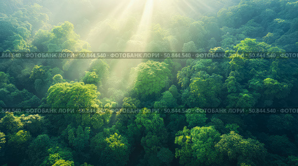 Sunlit Canopy: serene top-down view of lush forest with radiant light beams piercing through the verdant treetop. Стоковое AI-изображение, AI-художник Данила Большаков / Фотобанк Лори