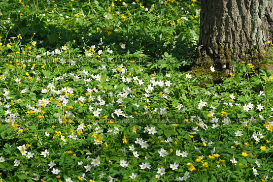Sunny green meadow with white and yellow wildflowers under old tree trunk, natural shadow play, summer landscape. Стоковое фото, фотограф Елена  Попкова / Фотобанк Лори