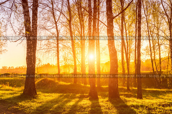 Sunrise or sunset in a spring birch forest with rays of sun. Стоковое фото, фотограф Емельянов Евгений Викторович / Фотобанк Лори