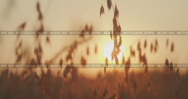Sunset filters through oat plants in gentle silhouette on a breezy summer evening in countryside. Стоковое видео, видеограф Ольга Сухарева / Фотобанк Лори