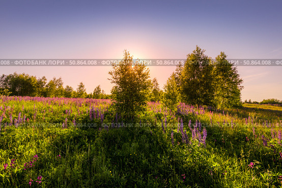Sunset or dawn on a field with purple lupins, wild carnations and young birches in clear summer weather and a clear cloudless sky. Стоковое фото, фотограф Емельянов Евгений Викторович / Фотобанк Лори