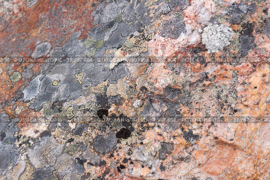 Surface of natural red stone (crimson quartzite porphyry) overgrown with moss and lichen as background. Стоковое фото, фотограф Алексей Антипов / Фотобанк Лори