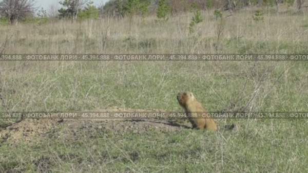 Сурок байбак или степной сурок Marmota bobak. Стоковое видео, видеограф Александр Мамонтов / Фотобанк Лори