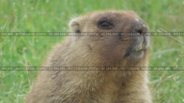 Сурок байбак или степной сурок Marmota bobak. Стоковое видео, видеограф Александр Мамонтов / Фотобанк Лори