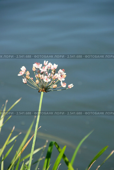 Сусак зонтичный ( Butomus umbellatus) Стоковое фото, фотограф Щеголева Ольга / Фотобанк Лори