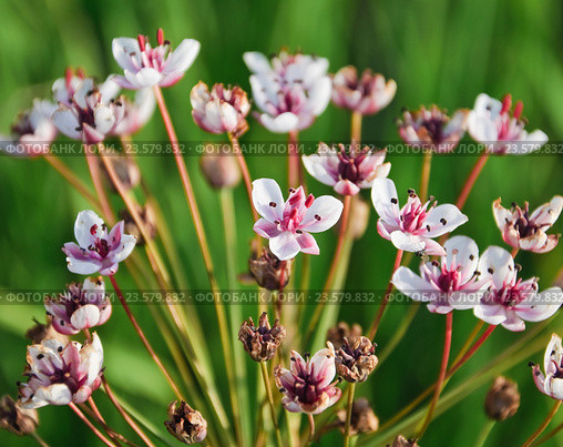 Сусак зонтичный (Butomus umbellatus) Стоковое фото, фотограф Алёшина Оксана / Фотобанк Лори