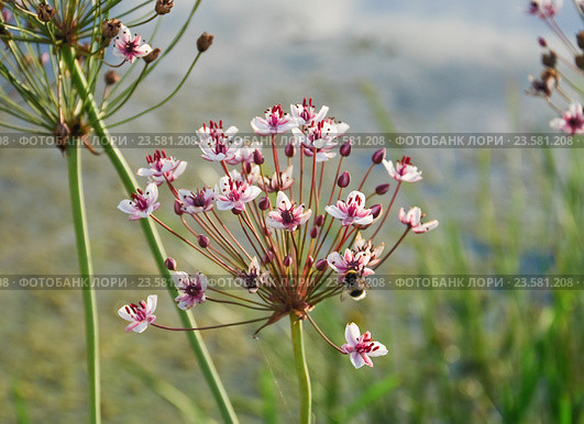 Сусак зонтичный (Butomus umbellatus) Стоковое фото, фотограф Алёшина Оксана / Фотобанк Лори
