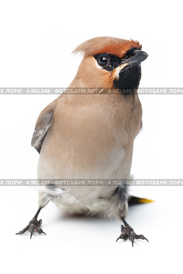 Свиристель, Bombycilla garrulus, Waxwing. Стоковое фото, фотограф Василий Вишневский / Фотобанк Лори