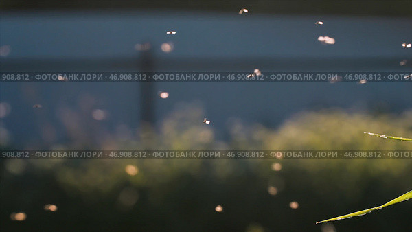 Swarm of midges flies in summer meadow. Стоковое фото, фотограф David Kashakhi / Фотобанк Лори