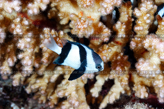 Swimming Damselfish Finding Refuge Near Healthy Coral Reef in the Red Sea. Стоковое фото, фотограф Aleksandr Golubev / Фотобанк Лори