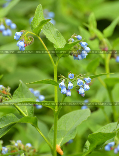 Symphytum is a medicinal perennial herbaceous plant. Стоковое фото, фотограф Володина Ольга / Фотобанк Лори