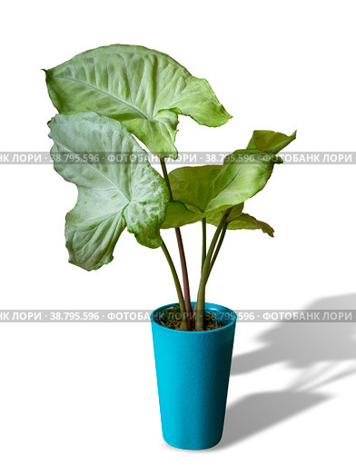 Syngonium Lime Green is a genus of flowering plants in the Araceae family. Стоковое фото, фотограф Эльвира Коломийцева / Фотобанк Лори