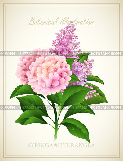 Syringa and Hydrangea flower . Botanical Vector illustration. Стоковая иллюстрация, агентство Ingram Publishing / Фотобанк Лори