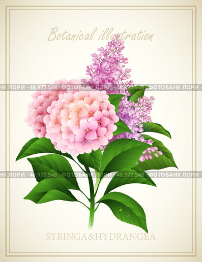 Syringa and Hydrangea flower . Botanical Vector illustration. Стоковая иллюстрация, агентство Ingram Publishing / Фотобанк Лори