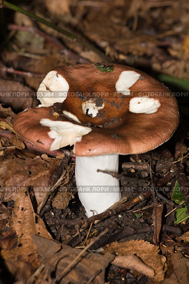 Сыроежка (Russula) Стоковое фото, фотограф Василий Вишневский / Фотобанк Лори