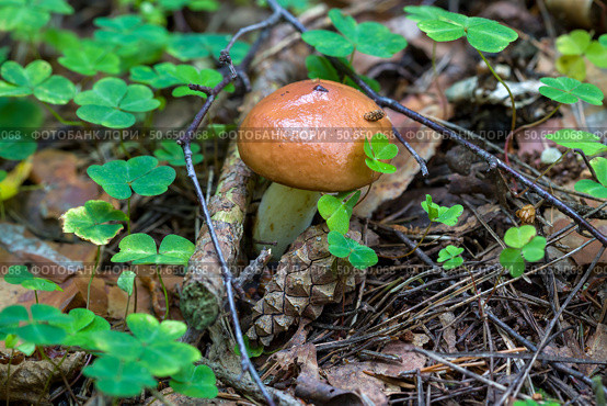 Сыроежка сереющая (Russula decolorans) Стоковое фото, фотограф Ирина Яровая / Фотобанк Лори