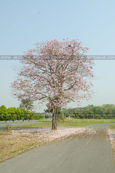 Tabebuia rosea in thailand. Стоковое фото, агентство Ingram Publishing / Фотобанк Лори