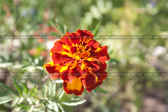 Тагетес – Tagetes, бархатцы, бархотки, шапочки Бархатцы (лат. Tagetes) — род  однолетних и многолетних растений из семейства Астровые, или Сложноцветные. Происходят из Америки, где дико произрастают от Нью Мексики и Аризоны до Аргентины. Стоковое фото, фотограф Андрей Петраковский / Фотобанк Лори