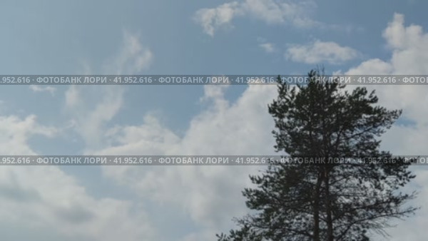 Tall pine trees against a background of blue sky and clouds. To the right are two tall pines, whose branches sway in the wind. White clouds quickly run across the light blue sky, changing shape and size as they go. Стоковое видео, видеограф Andrew_Swarga / Фотобанк Лори