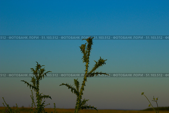 Татарник колючий — вид растений рода Татарник семейства Астровые.Tatarnik prickly is a plant species of the genus Tatarnik of the Asteraceae family. Стоковое фото, фотограф Роман Лукьянов / Фотобанк Лори