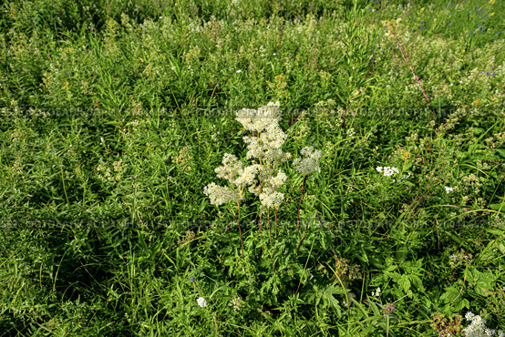 Таволга вязолистная (лабазник). Цветущее растение (Filipendula ulmaria) Стоковое фото, фотограф Александр Тараканов / Фотобанк Лори
