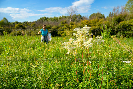 Таволга вязолистная (лабазник). Цветущее растение (Filipendula ulmaria) Стоковое фото, фотограф Александр Тараканов / Фотобанк Лори