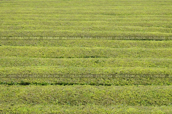 Tea cultivation. Стоковое фото, фотограф Ines Weiland-Weiser / PantherMedia / Фотобанк Лори