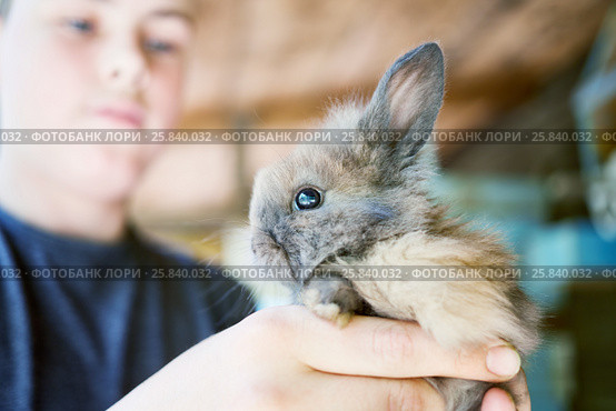Teenage boy holds little grey shaggy rabbit in hands, focus on rabbit. Стоковое фото, фотограф Losevsky Pavel / Фотобанк Лори
