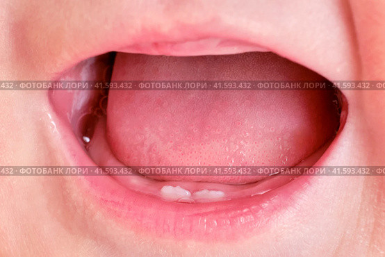 Teeth are teething at the infant baby, mouth close-up. Tongue and lower teeth incisors in a child at the age of six months. Стоковое фото, фотограф Андрей Журавлев / Фотобанк Лори