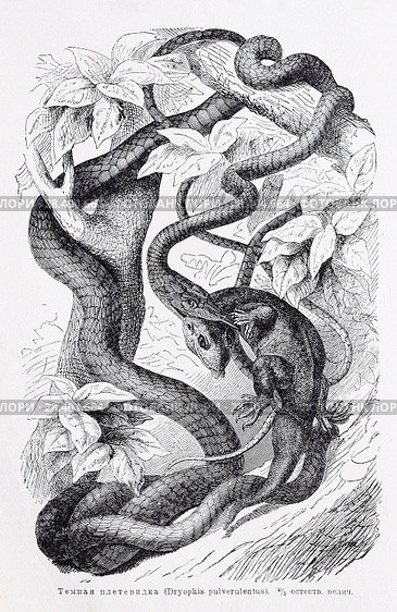 Темная плетевидка (Dryophis pulverulentus) - рисунок  из книги А. Брэма "Жизнь животных" 1896 г. Стоковая иллюстрация, иллюстратор Вера Смолянинова / Фотобанк Лори