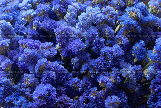 Темно синие цветы статицы (Limonium), цветочный фон. Стоковое фото, фотограф Елена Абдураманова / Фотобанк Лори