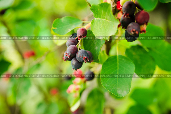 Темные спелые ягоды ирги (лат. Amelanchier). Плодовые деревья и кустарники. Малая глубина резкости. Стоковое фото, фотограф Андрей Пустякин / Фотобанк Лори