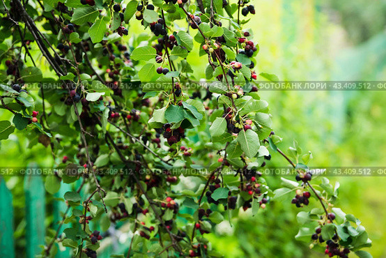 Темные спелые ягоды ирги (лат. Amelanchier). Плодовые деревья и кустарники. Малая глубина резкости. Стоковое фото, фотограф Андрей Пустякин / Фотобанк Лори