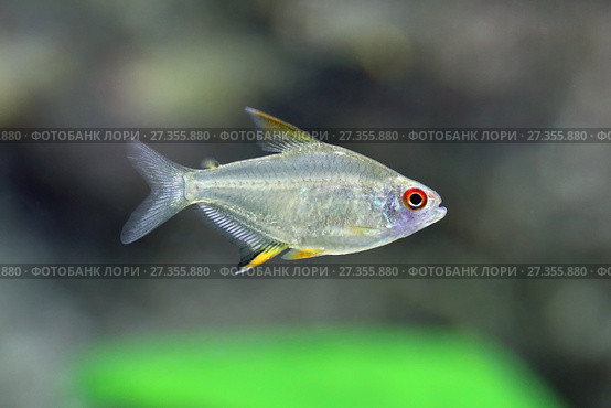 Тетра Лимонная или Пульхрипиннис (лат. Hyphessobrycon pulchripinnis) Стоковое фото, фотограф Григорий Писоцкий / Фотобанк Лори