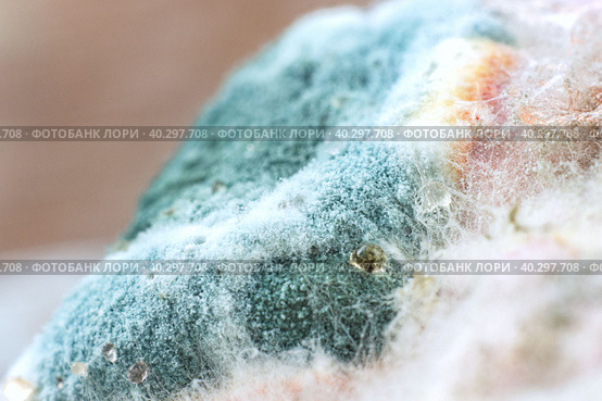Texture of mold and fungi, microbiology, abstract background. Стоковое фото, фотограф Филатова Ирина / Фотобанк Лори