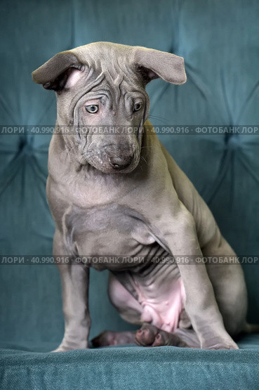 Thai gray ridgeback puppy. Стоковое фото, фотограф Анна Кривицкая / Фотобанк Лори