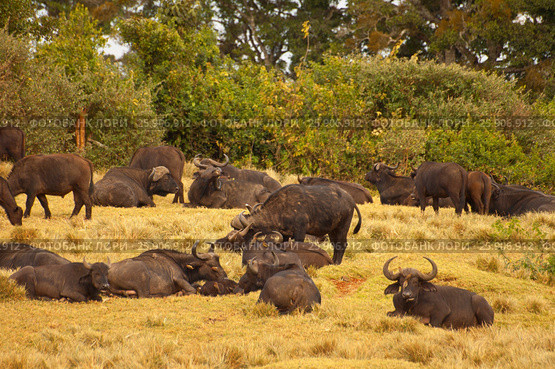 The African buffalos or Cape buffalos (Syncerus caffer), a large African bovine, Aberdare National Park, Kenya. Стоковое фото, агентство BE&W Photo / Фотобанк Лори