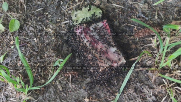 The ants found a bone with meat on the ground next to the anthill. They bite off pieces of meat and run home with their prey. The video shows pieces in the ants' jaws. Стоковое видео, видеограф Андрей Жигальцов / Фотобанк Лори