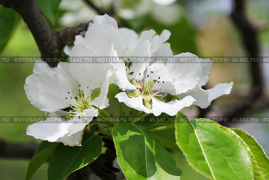 The apple tree is in blossom. Spring. Стоковое фото, фотограф Лариса Гордеева / Фотобанк Лори