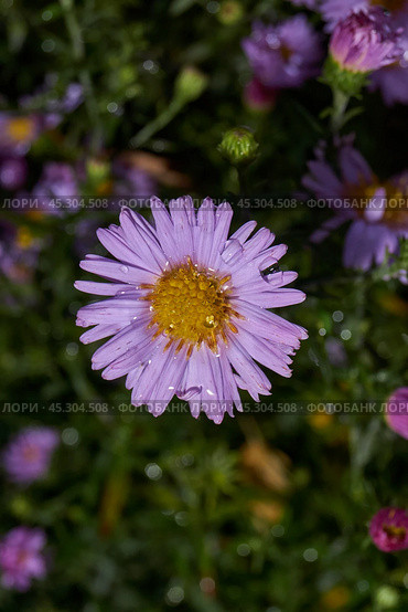 The aster perennial in the morning after the first frost in the garden. Astra (lat. Aster) is a genus of herbaceous plants of the Asteraceae family (Asteraceae). November 3, 2024. Стоковое фото, фотограф Андрей Жигальцов / Фотобанк Лори