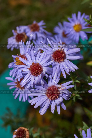 The aster perennial in the morning after the first frost in the garden. Astra (lat. Aster) is a genus of herbaceous plants of the Asteraceae family (Asteraceae). November 3, 2024. Стоковое фото, фотограф Андрей Жигальцов / Фотобанк Лори
