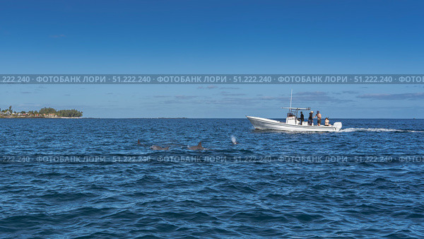 The backs, dorsal fins, and fountains of frolicking dolphins are visible above the surface of the blue ocean. The tourist boat is nearby. The coast of the island is far away. Azure sky, clouds. Стоковое фото, фотограф Вера Ивановна Кубарева / Фотобанк Лори