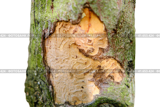 The bark of a tree eaten by a beetle against of a green forest, isolated on a white background. Стоковое фото, фотограф Андрей Журавлев / Фотобанк Лори