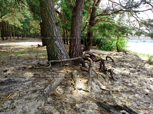 The basis of a tree with a root system on a sandy land near the lake in summer day. . Стоковое фото, агентство Ingram Publishing / Фотобанк Лори