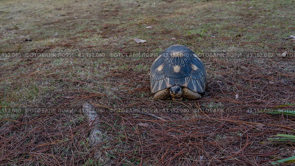 The beautiful turtle Astrochelys radiata is endemic to Madagascar. The reptile rests on the ground strewn with fallen coniferous needles. A patterned shell, head, eyes, and paws are visible. Full-face. Стоковое фото, фотограф Вера Ивановна Кубарева / Фотобанк Лори